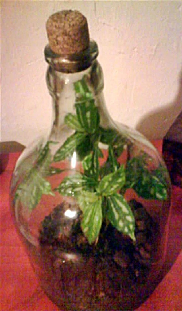 Pilea cadierei u staklenci
